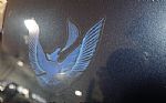 1981 Trans Am TURBO Thumbnail 11
