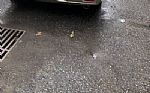 1996 XJS CONVERTIBLE Thumbnail 4