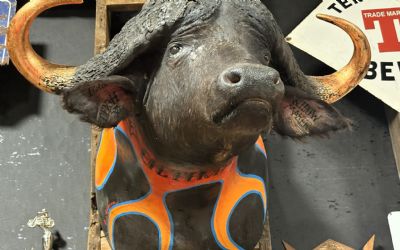Photo of a Widow Maker Water Buffalo Mount for sale