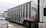 2024 Livestock Trailer Thumbnail 3