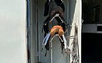 2010 3 Horse Slant Gooseneck Elite Thumbnail 3