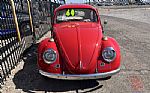 1964 Beetle Thumbnail 2