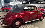 1964 Beetle Thumbnail 8